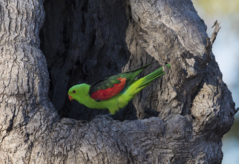  red winged parrot at nest. © 169169