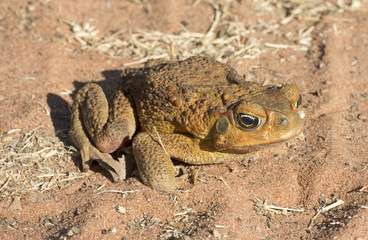 feral cane toad in outback Queensland, Australia.