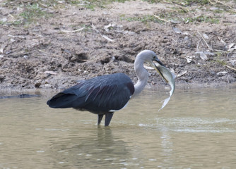 birds pacific heron Judds lagoon queensland