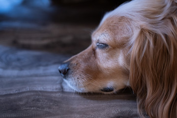 Golden spaniel mix dog laying on the floor 