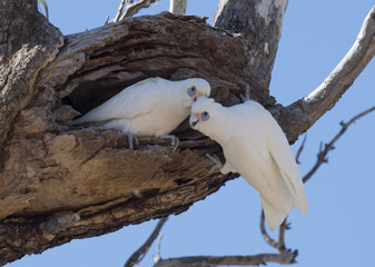 Obraz premium little corellas at a nest in outback Australia.