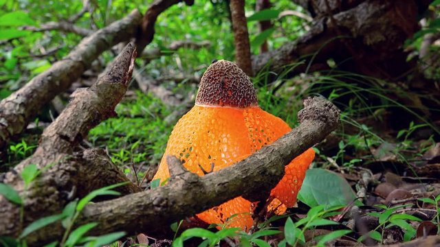 Fantastic unusual edible Veiled Lady mushroom with lacy skirt or indusium hanging from beneath cap. Beautiful Bamboo fungus growing in tropical forest. Camera zooms out. Yala National Park, Sri Lanka.