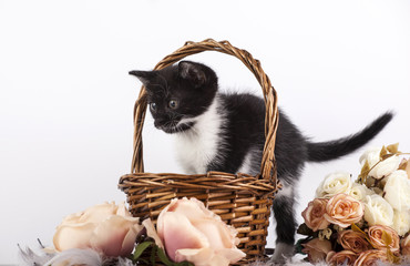 Kitten in basket