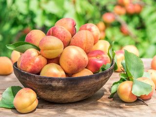 Ripe apricots in the wooden bowl on the table.