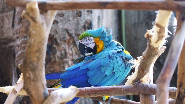 Macaw blue and yellow parrot on the branch in 4k slow motion 60fps