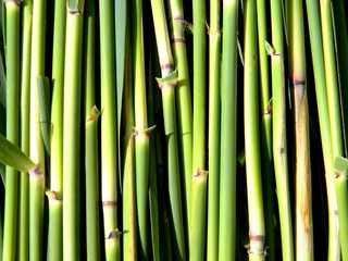 Fototapeta premium reed