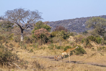 Fototapeta na wymiar Giraffe in Kruger National park, South Africa ; Specie Giraffa camelopardalis family of Giraffidae