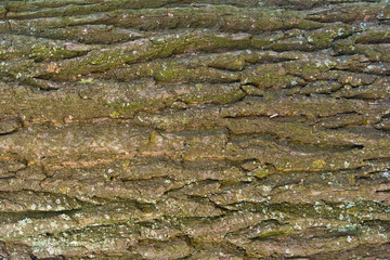 horizontal stripes of wood bark with moss