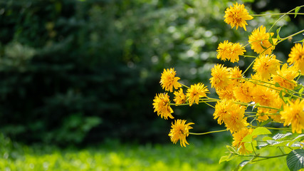 Yellow flowers