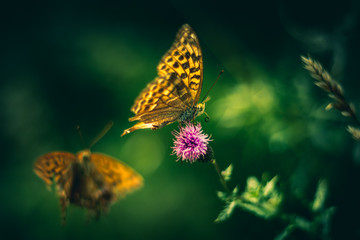 Orange colored Fritillary butterfly on a wildflower