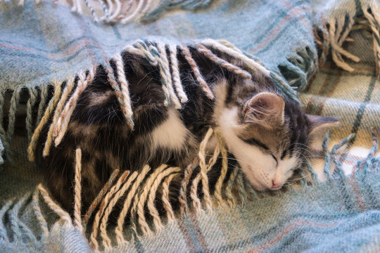 closeup of tabby kitten sleeping underneath wool blanket
