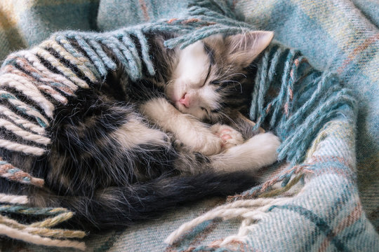 little tabby kitten sleeping curled up in blue tartan blanket