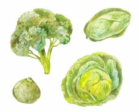 Different varieties of cabbage (Peking, broccoli, white). Watercolor set of green healthy food
