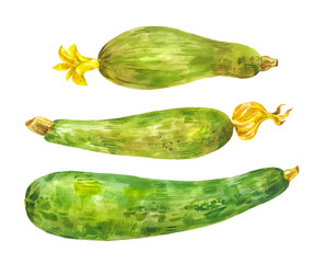 Several different zucchini. Watercolor set. Healthy food. Vegetable with yellow flower
