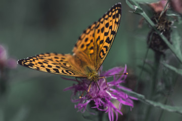 Orange colored Fritillary butterfly on a wildflower