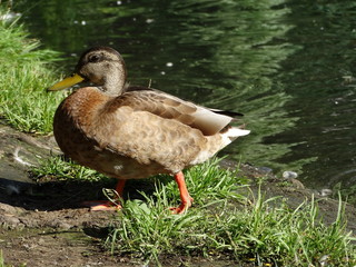  Duck goes on the shore