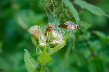 Hummingbird hawk-moth on a wildflower against green natural background