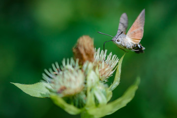 Hummingbird hawk-moth on a wildflower against green natural background