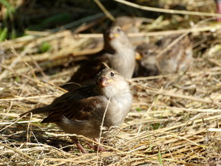 Chicks of a house sparrow