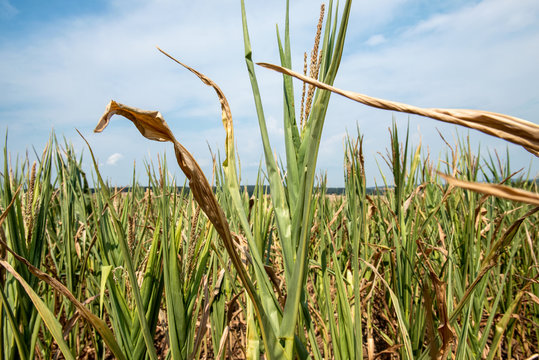 drought corn field in  hot summer