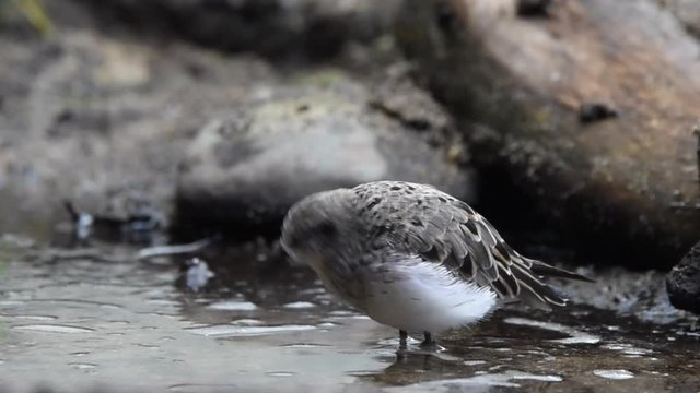 HD video of one Semipalmated Sandpiper vigorously eating in shallow water.