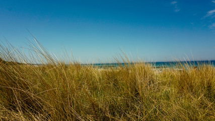 D&uuml;hnengras vor der Ostsee