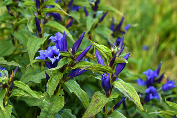 Schwalbenwurz-Enzian, Gentiana asclepiadea, Chiemgauer Alpen, Oberbayern,