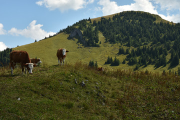 Fototapeta na wymiar Almkühe beim Hochgern in den Chiemgauer Alpen, Oberbayern, Deutschland