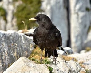 Fototapeta premium Alpendohle, Pyrrhocorax graculus,