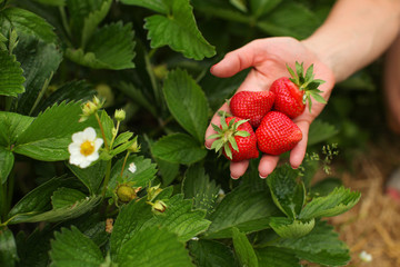 Woman hand holding ripe strawberries, leaves and strawberry flower in the background. Self picking farm field. - Powered by Adobe