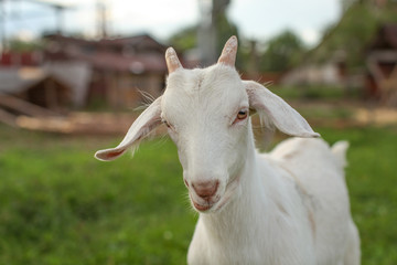Young goat kid (detail on head) with farm in background.