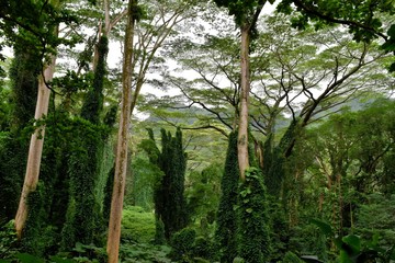 南国熱帯雨林の森