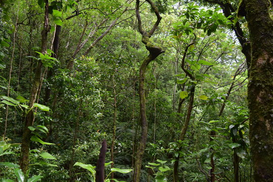 熱帯雨林 Images Browse 15,443 Stock Photos, Vectors, and Video Adobe Stock