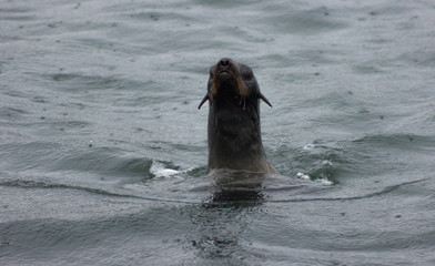 Wild Northern fur seal  on Tuleniy island near Sakhalin