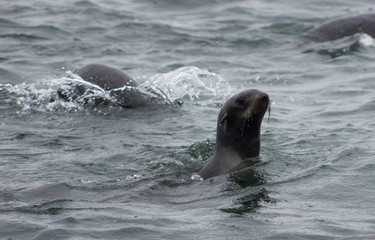 Obraz premium Wild Northern fur seal on Tuleniy island near Sakhalin