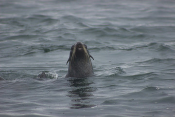 Obraz premium Wild Northern fur seal on Tuleniy island near Sakhalin