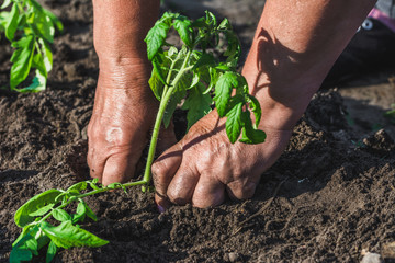 Farmer planting in to soil seedling of tomatoes in vegetable garden. Organic farming and spring gardening concept.