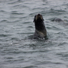 Obraz premium Wild Northern fur seal on Tuleniy island near Sakhalin