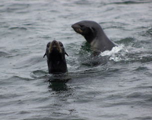 Obraz premium Wild Northern fur seal (Callorhinus ursinus) on Tuleniy island near Sakhalin