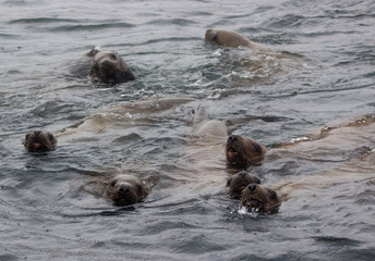 Fototapeta premium Wild on Tuleniy island near Sakhalin