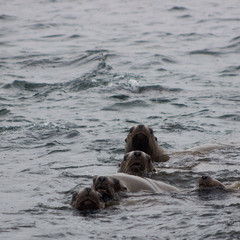 Obraz premium Wild on Tuleniy island near Sakhalin