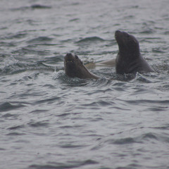 Obraz premium Wild on Tuleniy island near Sakhalin