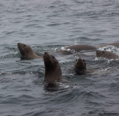 Wild on Tuleniy island near Sakhalin