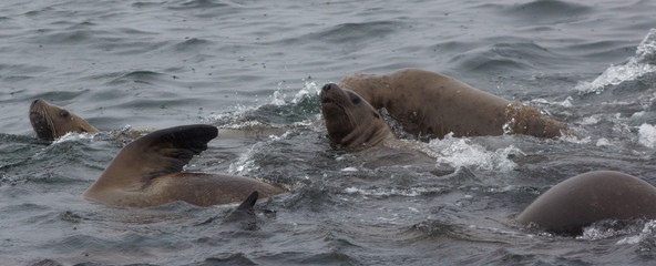 Wild on Tuleniy island near Sakhalin