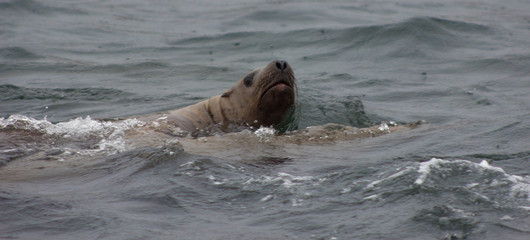 Obraz premium Wild Northern fur seal (Callorhinus ursinus) on Tuleniy island near Sakhalin
