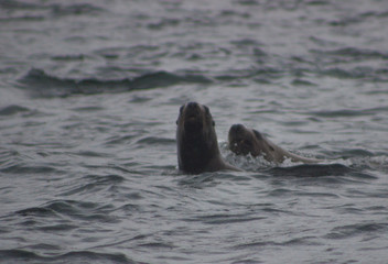 Wild on Tuleniy island near Sakhalin