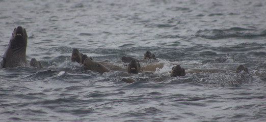 Fototapeta premium Wild on Tuleniy island near Sakhalin
