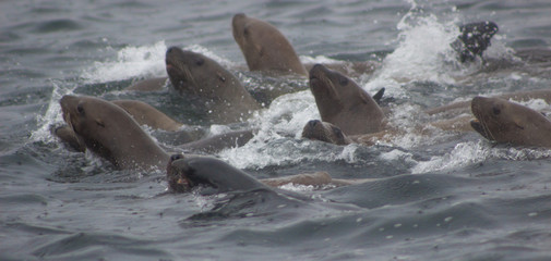 Wild steller sea lions (Eumetopias jubatus) on Tuleniy island near Sakhalin