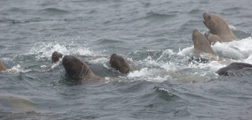 Obraz premium Wild steller sea lions (Eumetopias jubatus) on Tuleniy island near Sakhalin