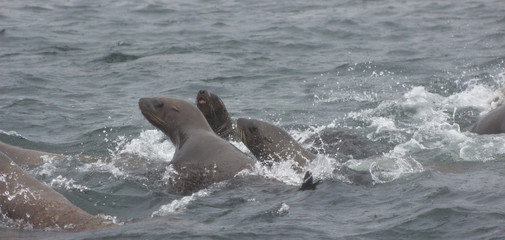 Obraz premium Wild steller sea lions (Eumetopias jubatus) on Tuleniy island near Sakhalin
